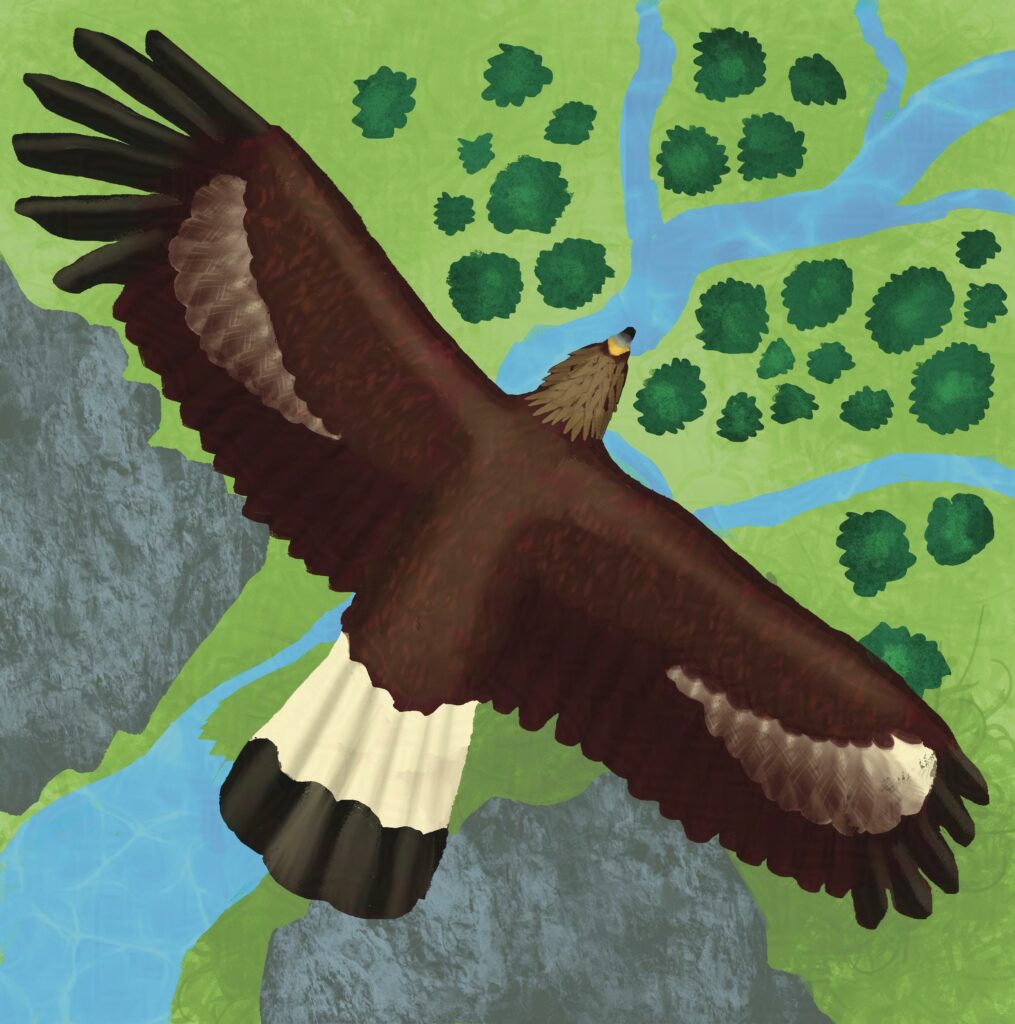 An eagle flying