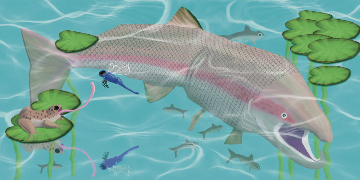 Illustration Portfolio 7 Sîon the salmon